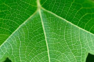 explorador el sublime belleza de un hermosa macro hoja, dónde intrincado las venas y vívido texturas desplegar, creando un encantador microcosmo de de la naturaleza delicado arte foto