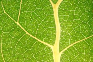 Exploring the Sublime Beauty of a Beautiful Macro Leaf, Where Intricate Veins and Vivid Textures Unfold, Creating an Enchanting Microcosm of Nature's Delicate Artistry photo