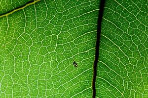 revelando de la naturaleza esplendor en cada delicado vena, un caleidoscopio de belleza adorna esta de cerca elegancia, dónde verdor se convierte un intrincado tapiz de vida foto