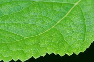 revelando de la naturaleza esplendor en cada delicado vena, un caleidoscopio de belleza adorna esta de cerca elegancia, dónde verdor se convierte un intrincado tapiz de vida foto