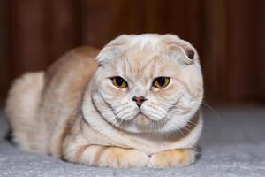 Exploring the Allure of a Beautiful Scottish Fold Cat, where Whiskered Elegance and Playful Charm Unite in a Mesmerizing Portrait of Cuddly Delight photo