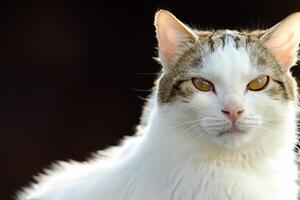 Exploring the Allure of a Beautiful Scottish Fold Cat, where Whiskered Elegance and Playful Charm Unite in a Mesmerizing Portrait of Cuddly Delight photo