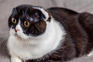 Exploring the Allure of a Beautiful Scottish Fold Cat, where Whiskered Elegance and Playful Charm Unite in a Mesmerizing Portrait of Cuddly Delight photo