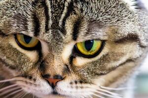 Exploring the Allure of a Beautiful Scottish Fold Cat, where Whiskered Elegance and Playful Charm Unite in a Mesmerizing Portrait of Cuddly Delight photo