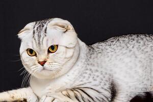 Exploring the Allure of a Beautiful Scottish Fold Cat, where Whiskered Elegance and Playful Charm Unite in a Mesmerizing Portrait of Cuddly Delight photo