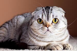 Exploring the Allure of a Beautiful Scottish Fold Cat, where Whiskered Elegance and Playful Charm Unite in a Mesmerizing Portrait of Cuddly Delight photo