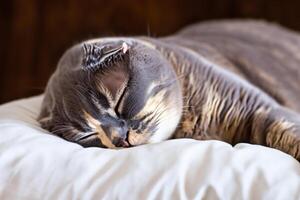 Embracing the Beauty of a Beautiful Cute Whiskered Charm Scottish Fold, Where Playful Elegance and Endearing Whiskers Combine in a Captivating Portrait of Feline Delight, Bringing Joy to Every Heart photo