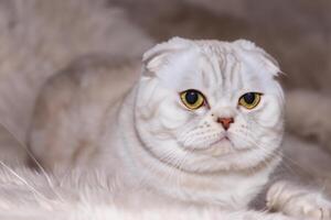 Exploring the Allure of a Beautiful Scottish Fold Cat, where Whiskered Elegance and Playful Charm Unite in a Mesmerizing Portrait of Cuddly Delight photo