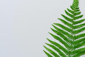 Embarking on a Journey Through the Intricate Beauty of Beautiful Fern Leaves, as Lush Green Fronds Unfold in Nature's Dance, Creating an Exquisite Tapestry of Botanical Elegance and Timeless Grace photo