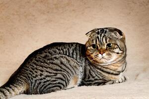 Exploring the Allure of a Beautiful Scottish Fold Cat, where Whiskered Elegance and Playful Charm Unite in a Mesmerizing Portrait of Cuddly Delight photo
