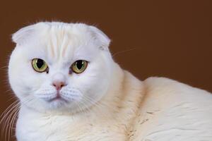 Exploring the Allure of a Beautiful Scottish Fold Cat, where Whiskered Elegance and Playful Charm Unite in a Mesmerizing Portrait of Cuddly Delight photo