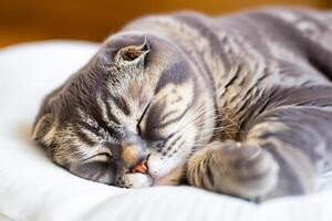 Embracing the Beauty of a Beautiful Cute Whiskered Charm Scottish Fold, Where Playful Elegance and Endearing Whiskers Combine in a Captivating Portrait of Feline Delight, Bringing Joy to Every Heart photo