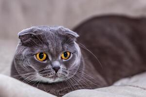Exploring the Allure of a Beautiful Scottish Fold Cat, where Whiskered Elegance and Playful Charm Unite in a Mesmerizing Portrait of Cuddly Delight photo