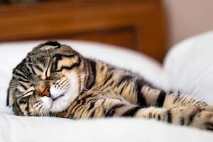 Embracing the Beauty of a Beautiful Cute Whiskered Charm Scottish Fold, Where Playful Elegance and Endearing Whiskers Combine in a Captivating Portrait of Feline Delight, Bringing Joy to Every Heart photo