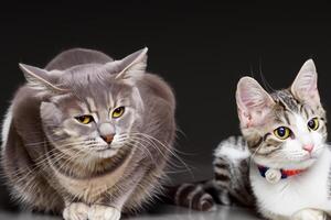 Exploring the Allure of a Beautiful Scottish Fold Cat, where Whiskered Elegance and Playful Charm Unite in a Mesmerizing Portrait of Cuddly Delight photo