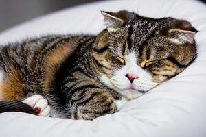 Embracing the Beauty of a Beautiful Cute Whiskered Charm Scottish Fold, Where Playful Elegance and Endearing Whiskers Combine in a Captivating Portrait of Feline Delight, Bringing Joy to Every Heart photo