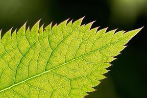 Exploring the Sublime Beauty of a Beautiful Macro Leaf, Where Intricate Veins and Vivid Textures Unfold, Creating an Enchanting Microcosm of Nature's Delicate Artistry photo