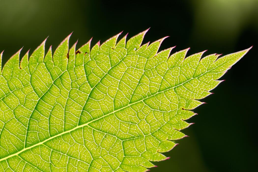 Natural Leaf Stock Photos Images and Backgrounds for Free Download