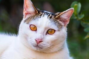 Exploring the Allure of a Beautiful Scottish Fold Cat, where Whiskered Elegance and Playful Charm Unite in a Mesmerizing Portrait of Cuddly Delight photo