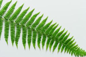 Embarking on a Journey Through the Intricate Beauty of Beautiful Fern Leaves, as Lush Green Fronds Unfold in Nature's Dance, Creating an Exquisite Tapestry of Botanical Elegance and Timeless Grace photo