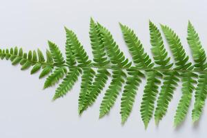 Embarking on a Journey Through the Intricate Beauty of Beautiful Fern Leaves, as Lush Green Fronds Unfold in Nature's Dance, Creating an Exquisite Tapestry of Botanical Elegance and Timeless Grace photo