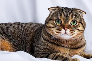 Embracing the Beauty of a Beautiful Cute Whiskered Charm Scottish Fold, Where Playful Elegance and Endearing Whiskers Combine in a Captivating Portrait of Feline Delight, Bringing Joy to Every Heart photo