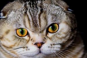 Exploring the Allure of a Beautiful Scottish Fold Cat, where Whiskered Elegance and Playful Charm Unite in a Mesmerizing Portrait of Cuddly Delight photo