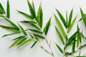 Embracing the Allure of Beautiful Bamboo Leaves, where Graceful Green Blades Dance in Harmonious Symphony, Creating a Tranquil Oasis of Nature's Poise and Timeless Beauty photo