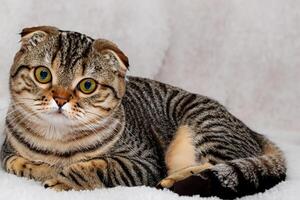 Exploring the Allure of a Beautiful Scottish Fold Cat, where Whiskered Elegance and Playful Charm Unite in a Mesmerizing Portrait of Cuddly Delight photo