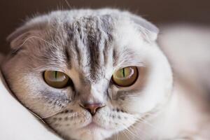 Exploring the Allure of a Beautiful Scottish Fold Cat, where Whiskered Elegance and Playful Charm Unite in a Mesmerizing Portrait of Cuddly Delight photo