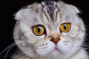 Exploring the Allure of a Beautiful Scottish Fold Cat, where Whiskered Elegance and Playful Charm Unite in a Mesmerizing Portrait of Cuddly Delight photo