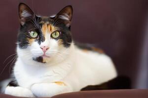 Exploring the Allure of a Beautiful Scottish Fold Cat, where Whiskered Elegance and Playful Charm Unite in a Mesmerizing Portrait of Cuddly Delight photo