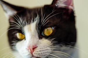 Exploring the Allure of a Beautiful Scottish Fold Cat, where Whiskered Elegance and Playful Charm Unite in a Mesmerizing Portrait of Cuddly Delight photo
