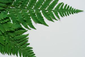 Embarking on a Journey Through the Intricate Beauty of Beautiful Fern Leaves, as Lush Green Fronds Unfold in Nature's Dance, Creating an Exquisite Tapestry of Botanical Elegance and Timeless Grace photo