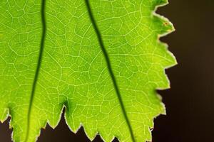 Exploring the Sublime Beauty of a Beautiful Macro Leaf, Where Intricate Veins and Vivid Textures Unfold, Creating an Enchanting Microcosm of Nature's Delicate Artistry photo