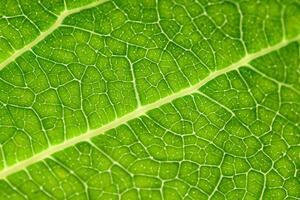 explorador el sublime belleza de un hermosa macro hoja, dónde intrincado las venas y vívido texturas desplegar, creando un encantador microcosmo de de la naturaleza delicado arte foto