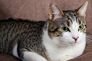 Exploring the Allure of a Beautiful Scottish Fold Cat, where Whiskered Elegance and Playful Charm Unite in a Mesmerizing Portrait of Cuddly Delight photo