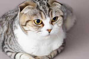 Exploring the Allure of a Beautiful Scottish Fold Cat, where Whiskered Elegance and Playful Charm Unite in a Mesmerizing Portrait of Cuddly Delight photo