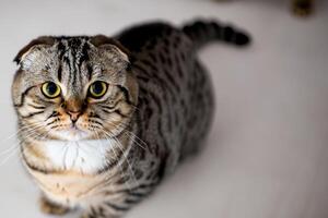 Exploring the Allure of a Beautiful Scottish Fold Cat, where Whiskered Elegance and Playful Charm Unite in a Mesmerizing Portrait of Cuddly Delight photo