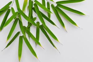 Embracing the Allure of Beautiful Bamboo Leaves, where Graceful Green Blades Dance in Harmonious Symphony, Creating a Tranquil Oasis of Nature's Poise and Timeless Beauty photo