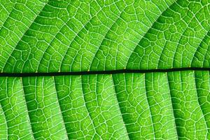 Exploring the Sublime Beauty of a Beautiful Macro Leaf, Where Intricate Veins and Vivid Textures Unfold, Creating an Enchanting Microcosm of Nature's Delicate Artistry photo