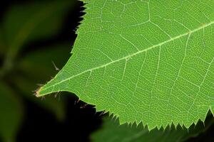 explorador el sublime belleza de un hermosa macro hoja, dónde intrincado las venas y vívido texturas desplegar, creando un encantador microcosmo de de la naturaleza delicado arte foto