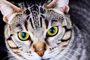 Exploring the Allure of a Beautiful Scottish Fold Cat, where Whiskered Elegance and Playful Charm Unite in a Mesmerizing Portrait of Cuddly Delight photo