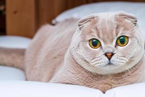 Embracing the Beauty of a Beautiful Cute Whiskered Charm Scottish Fold, Where Playful Elegance and Endearing Whiskers Combine in a Captivating Portrait of Feline Delight, Bringing Joy to Every Heart photo