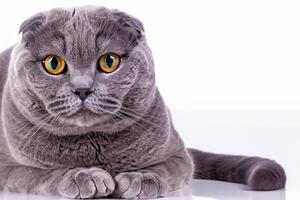 Embracing the Beauty of a Beautiful Cute Whiskered Charm Scottish Fold, Where Playful Elegance and Endearing Whiskers Combine in a Captivating Portrait of Feline Delight, Bringing Joy to Every Heart photo