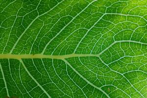 Exploring the Sublime Beauty of a Beautiful Macro Leaf, Where Intricate Veins and Vivid Textures Unfold, Creating an Enchanting Microcosm of Nature's Delicate Artistry photo