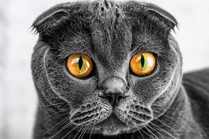 Exploring the Allure of a Beautiful Scottish Fold Cat, where Whiskered Elegance and Playful Charm Unite in a Mesmerizing Portrait of Cuddly Delight photo