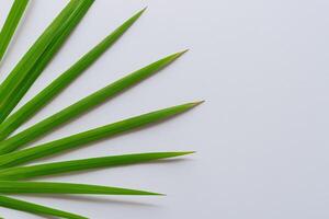 un culinario Odisea con el hermosa pandan hoja, infundir delicado aromas y vibrante verde matices dentro Exquisito platos, elevando sabor perfiles con de la naturaleza Fresco elegancia foto