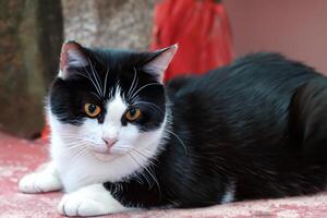 Exploring the Allure of a Beautiful Scottish Fold Cat, where Whiskered Elegance and Playful Charm Unite in a Mesmerizing Portrait of Cuddly Delight photo