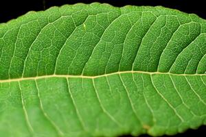 Unveiling Nature's Splendor in Every Delicate Vein, a Kaleidoscope of Beauty Adorns this Close-Up Elegance, where Greenery Becomes an Intricate Tapestry of Life photo